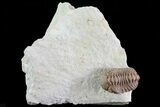 Bargain, Paciphacops Trilobite - Oklahoma #68623-1